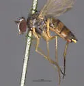 Argyra calceata