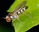 Argyra calcitrans