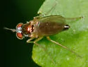 Argyra calcitrans - photo 2