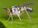 Argyra calcitrans - photo 4
