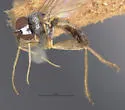 Argyra calcitrans - photo 5