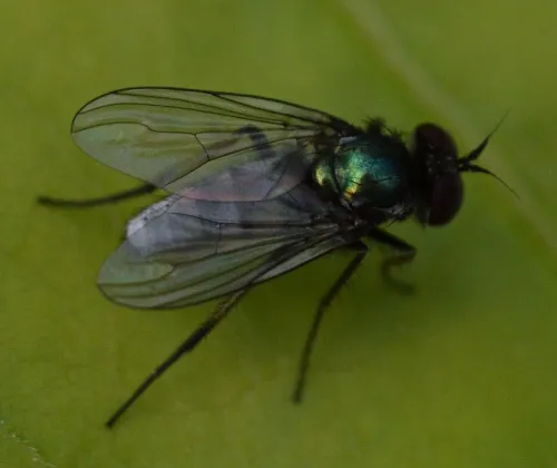 Argyra diaphana