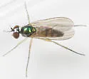 Argyra flavipes