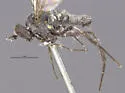 Argyra nigripes