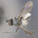 Argyra nigripes - photo 2