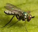 Argyra nigriventris