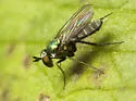 Argyra nigriventris - photo 2