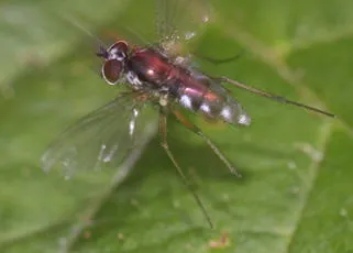 Argyra perplexa