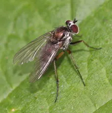 Argyra perplexa - photo 2