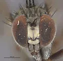 Argyra robusta - photo 3