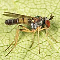 Argyra setipes