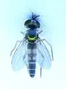 Argyra setipes - photo 3