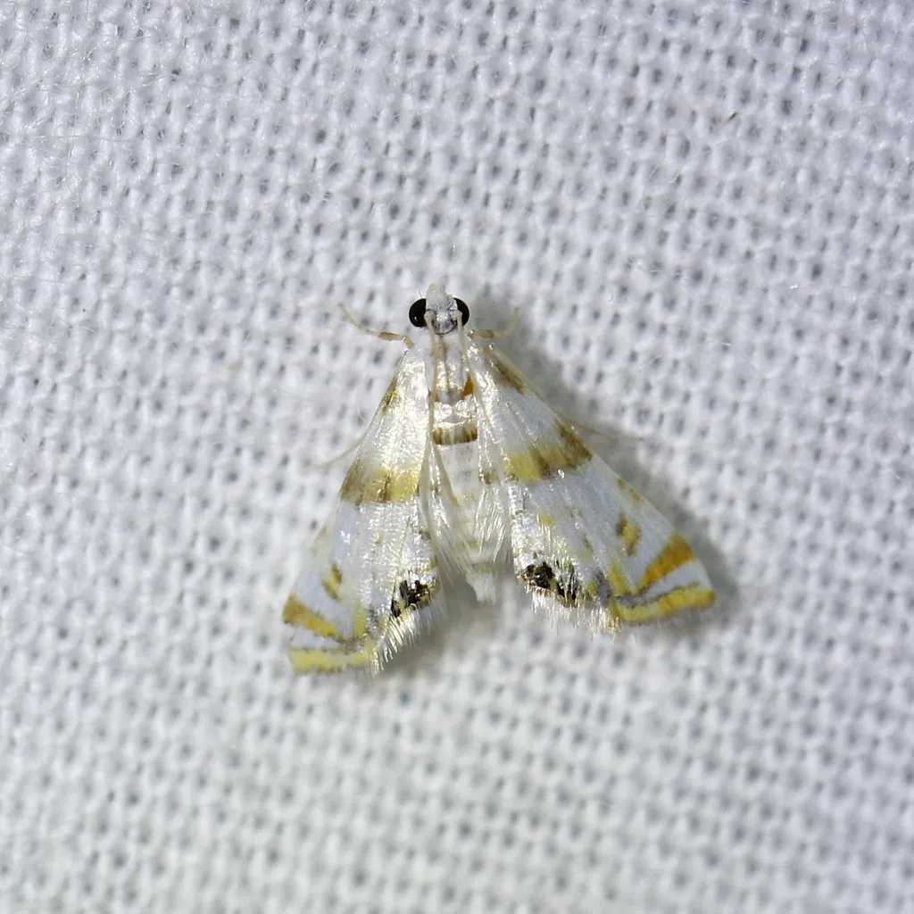 Argyractis drumalis - Hodges#4770 - photo 2