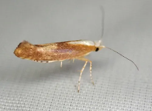 Argyresthia albistria