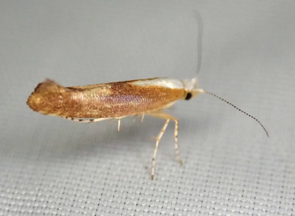 Argyresthia albistria - photo 2