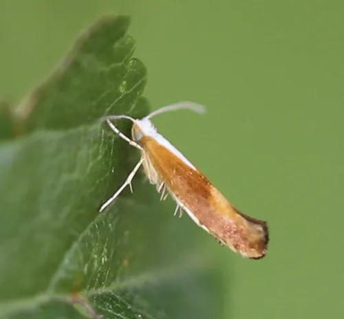 Argyresthia albistria - photo 4