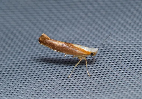 Argyresthia albistria - photo 5