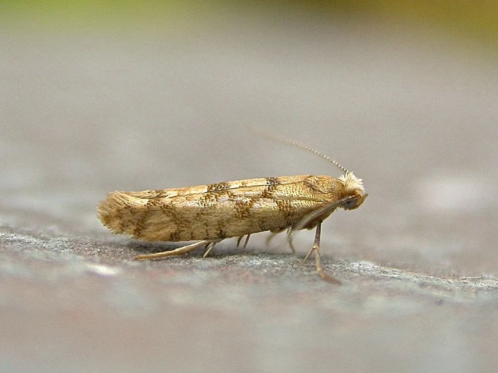 Juniper Seed Moth - photo 2