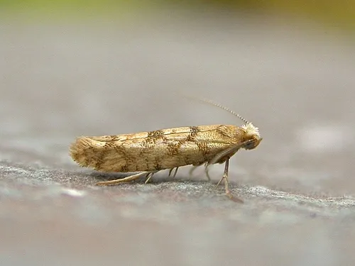 Juniper Seed Moth - photo 4