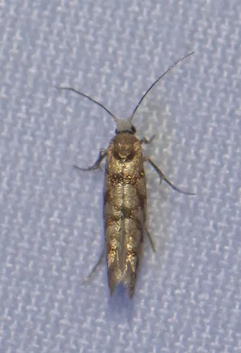 Juniper Seed Moth - photo 5