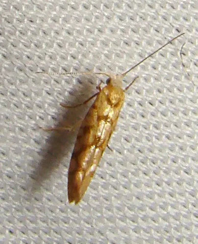 Juniper Seed Moth - photo 6