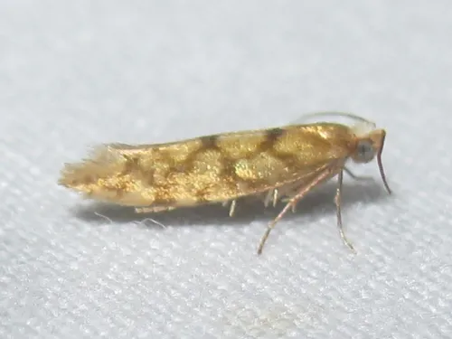 Juniper Seed Moth - photo 7