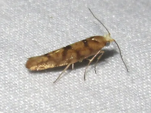 Juniper Seed Moth - photo 8