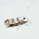 Argyresthia annettella - Hodges#2437