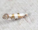 Argyresthia annettella - Hodges#2437 - photo 2