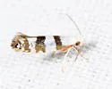 Argyresthia annettella - Hodges#2437 - photo 3