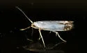 Argyresthia apicimaculella - Hodges#2438