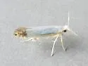 Argyresthia apicimaculella - Hodges#2438 - photo 3