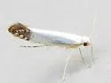 Argyresthia apicimaculella - Hodges#2438 - photo 4
