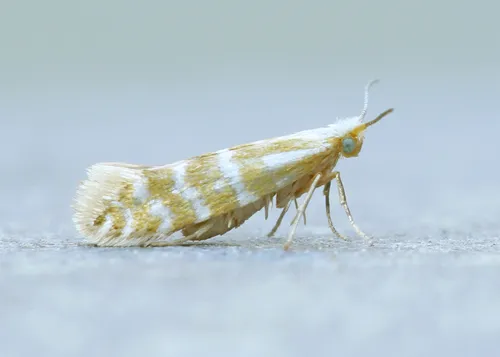 Argyresthia aureoargentella - Hodges#2440