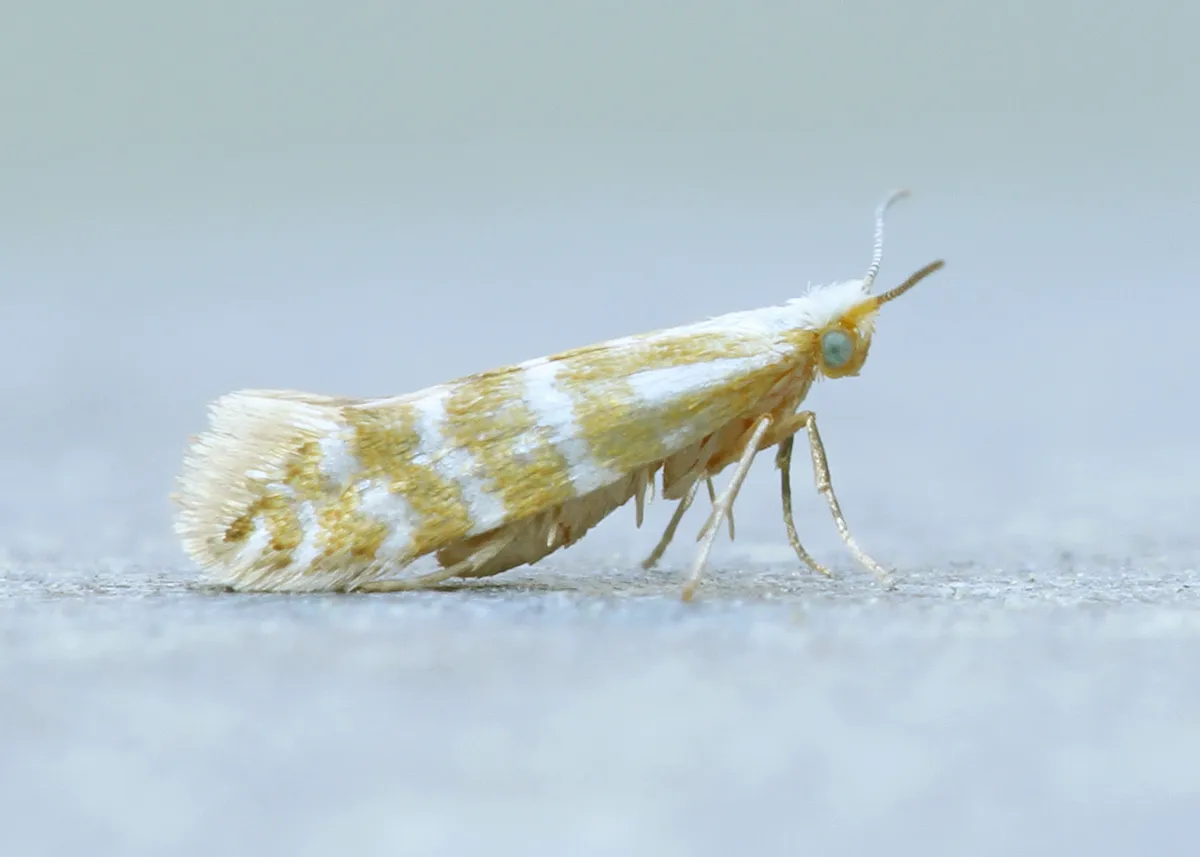 Argyresthia aureoargentella - Hodges#2440 - photo 3