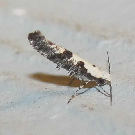 Argyresthia austerella - Hodges#2441 - photo 2