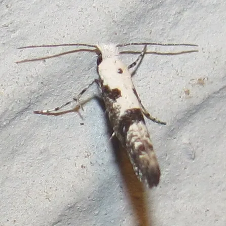 Argyresthia austerella - Hodges#2441 - photo 5