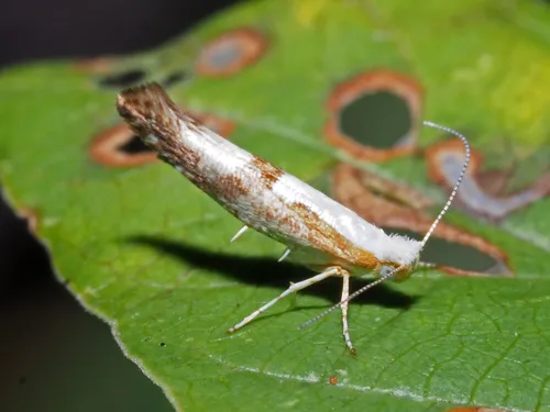 Argyresthia bonnetella