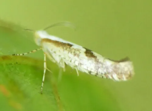 Argyresthia bonnetella - photo 4