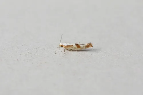 Argyresthia bonnetella - photo 5