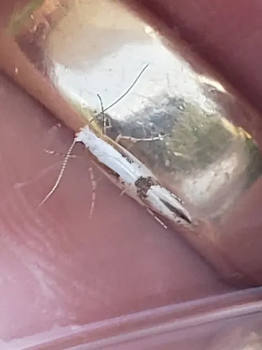 Argyresthia bonnetella - photo 6
