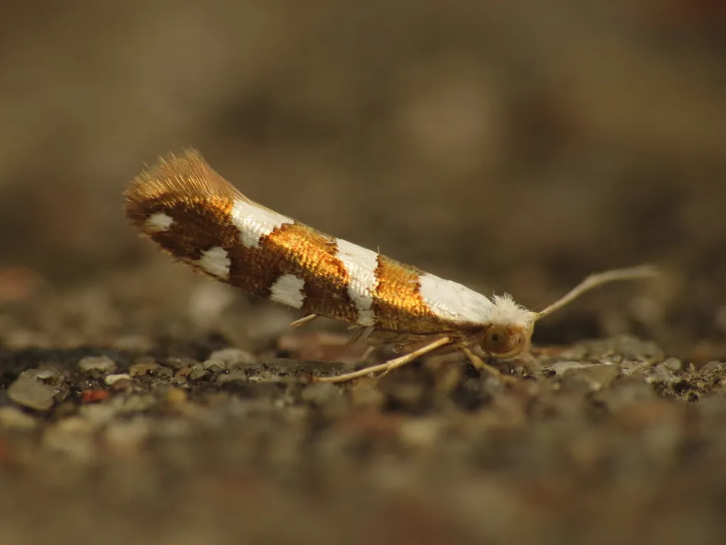Argyresthia brockeella - photo 2