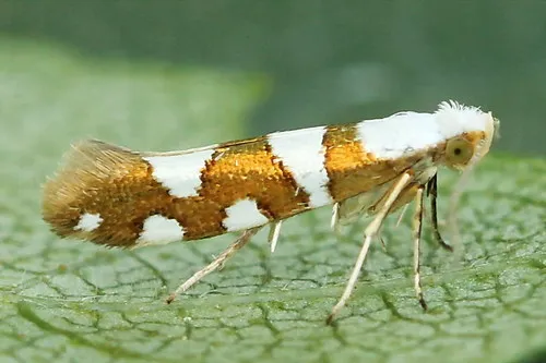 Argyresthia brockeella - photo 4