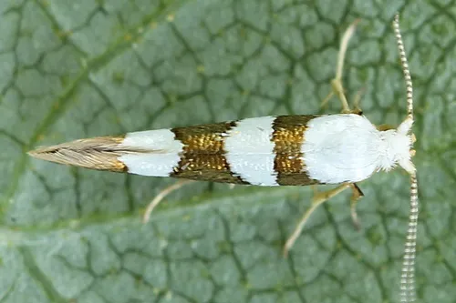 Argyresthia brockeella - photo 5