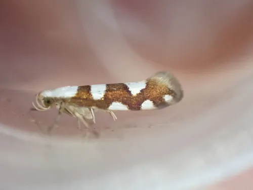 Argyresthia brockeella - photo 6