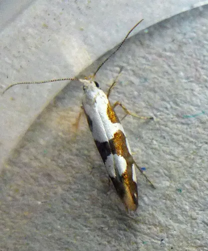 Argyresthia brockeella - photo 7