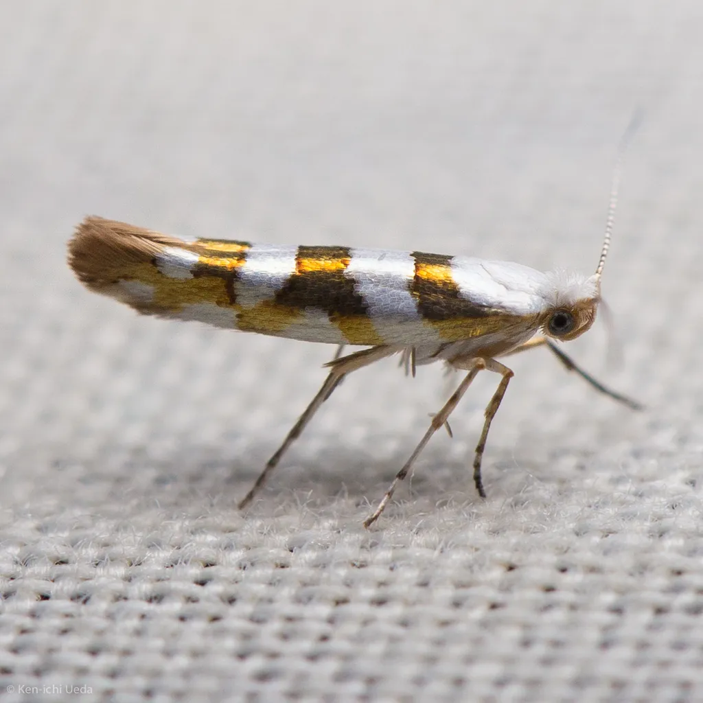 Argyresthia calliphanes - Hodges#2444 - photo 2