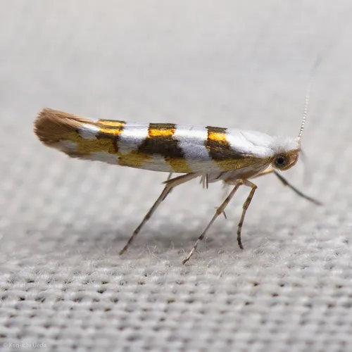Argyresthia calliphanes - Hodges#2444 - photo 3