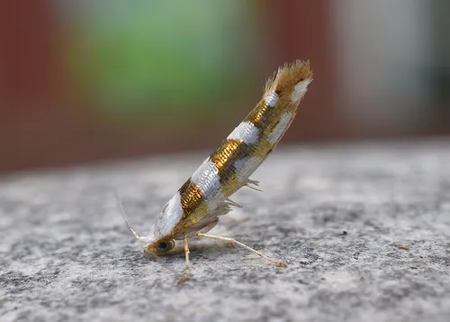 Argyresthia calliphanes - Hodges#2444 - photo 4