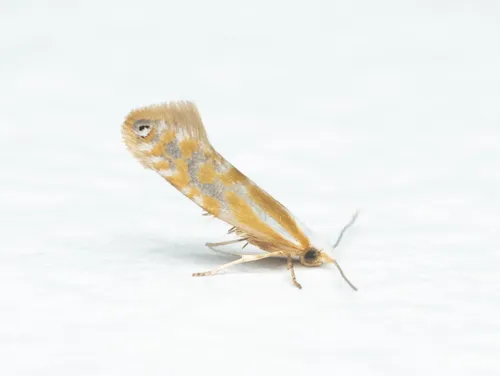 Argyresthia canadensis - Hodges#2445